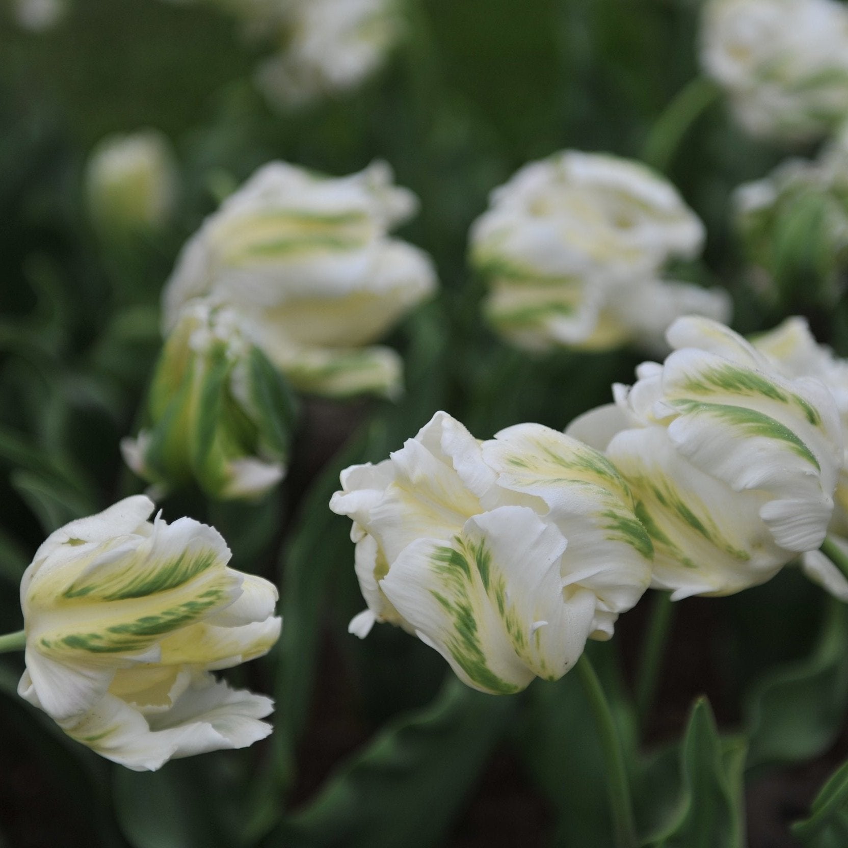 Tulipa White Rebel.jpg