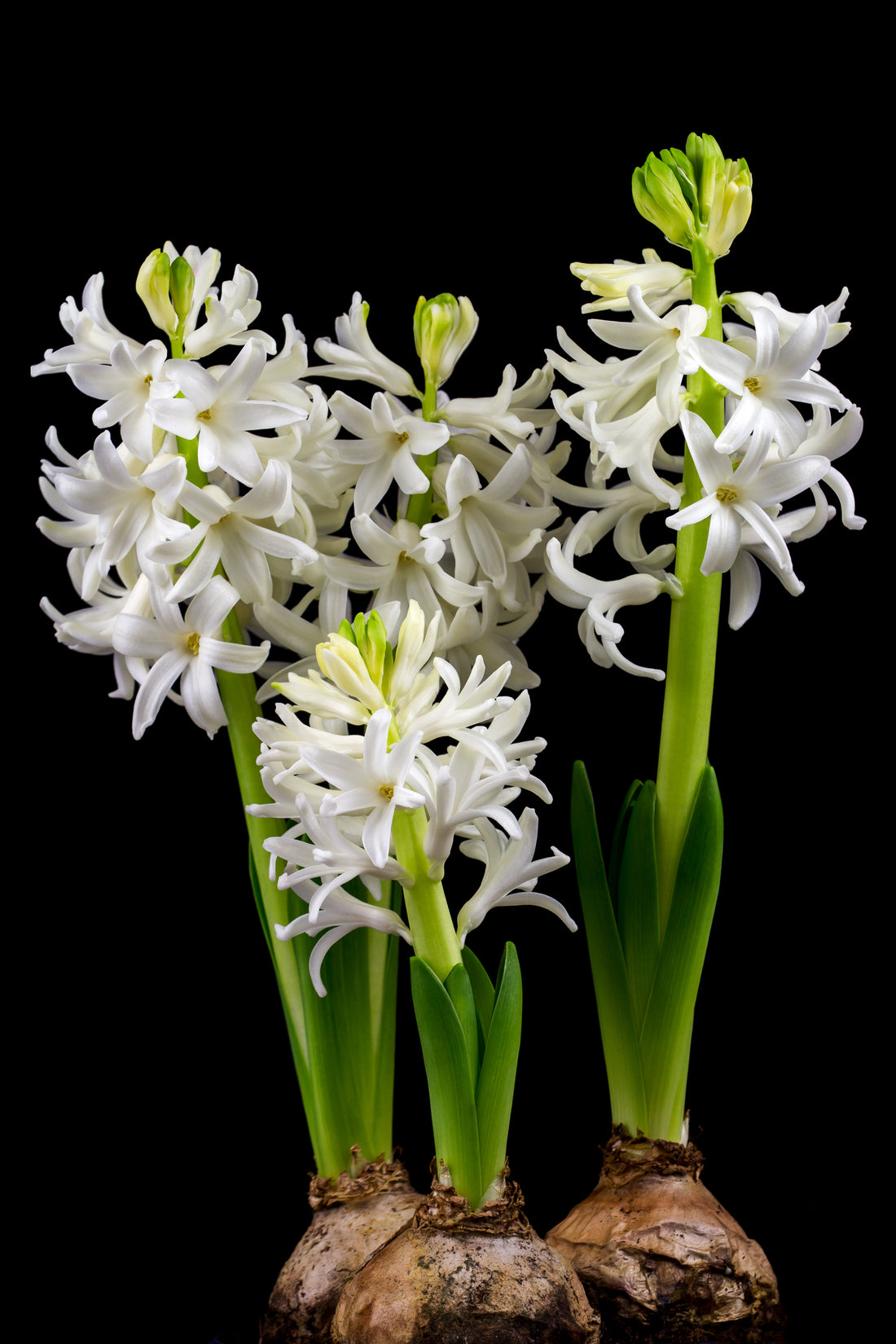 Hyacinth White Pearl