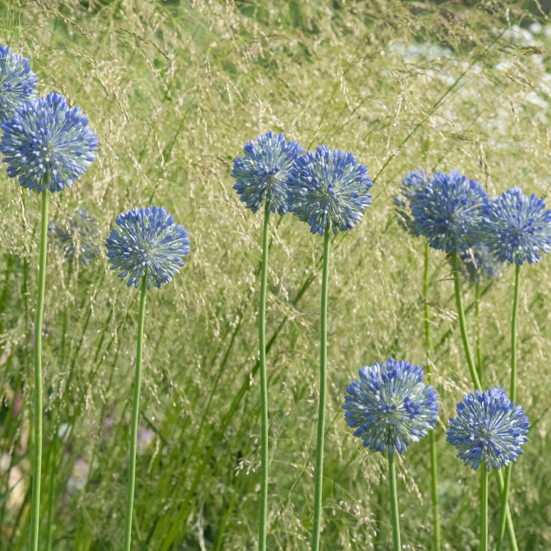 allium caeruleum Azureum .jpg