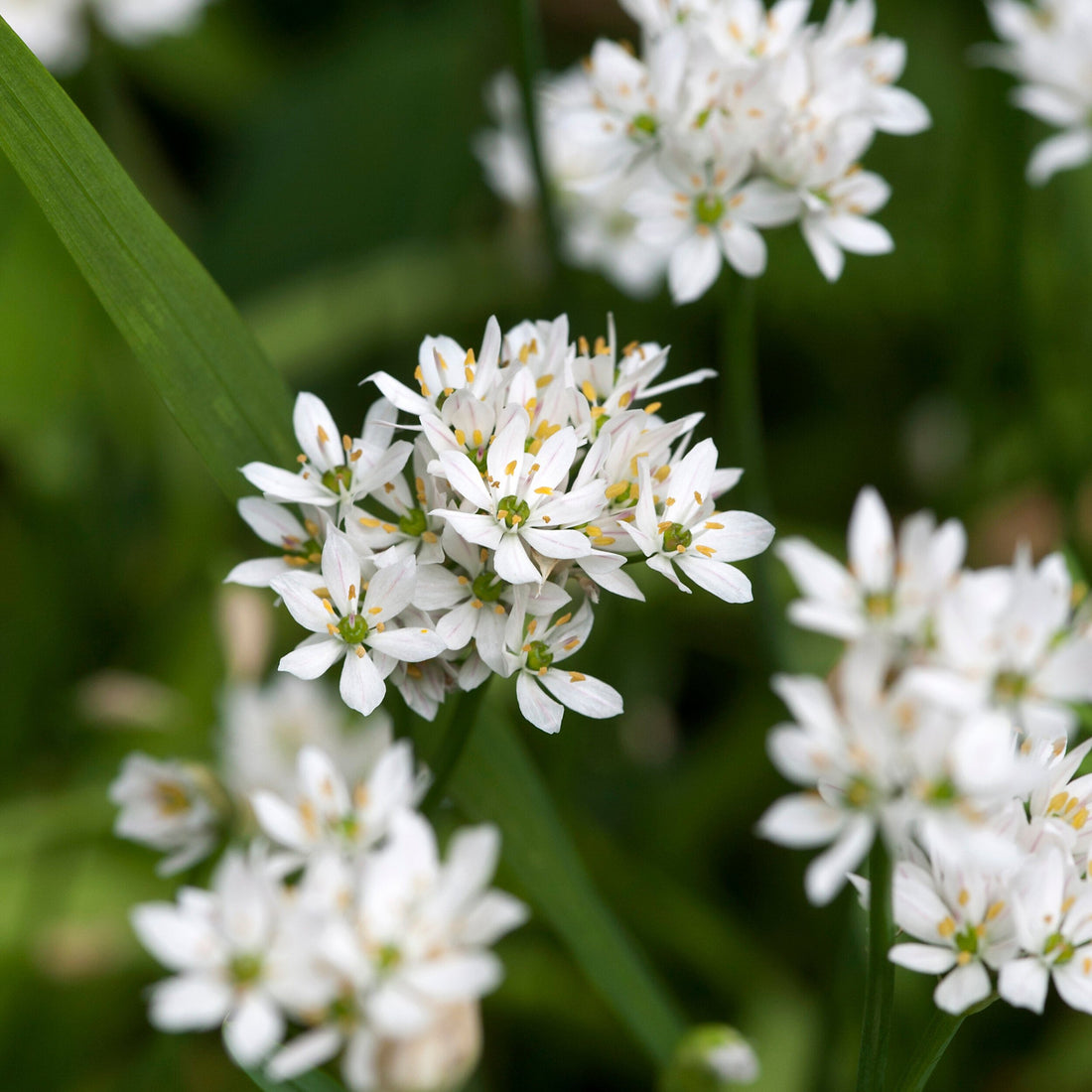 allium cowani.jpg