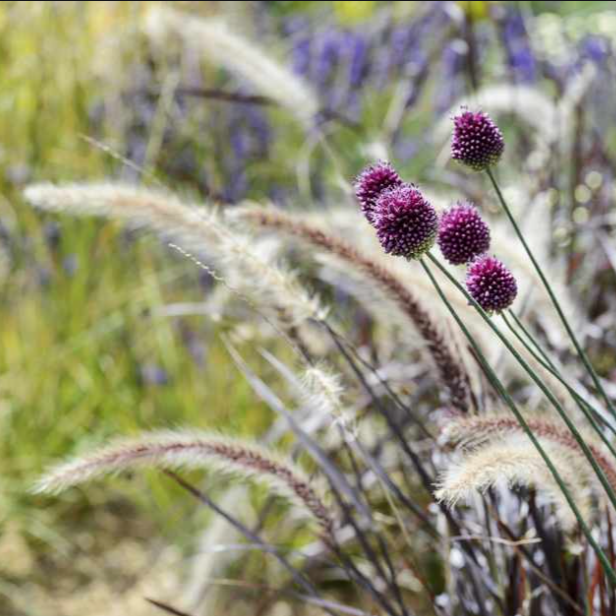 allium sphaerocephalon and grasses.png