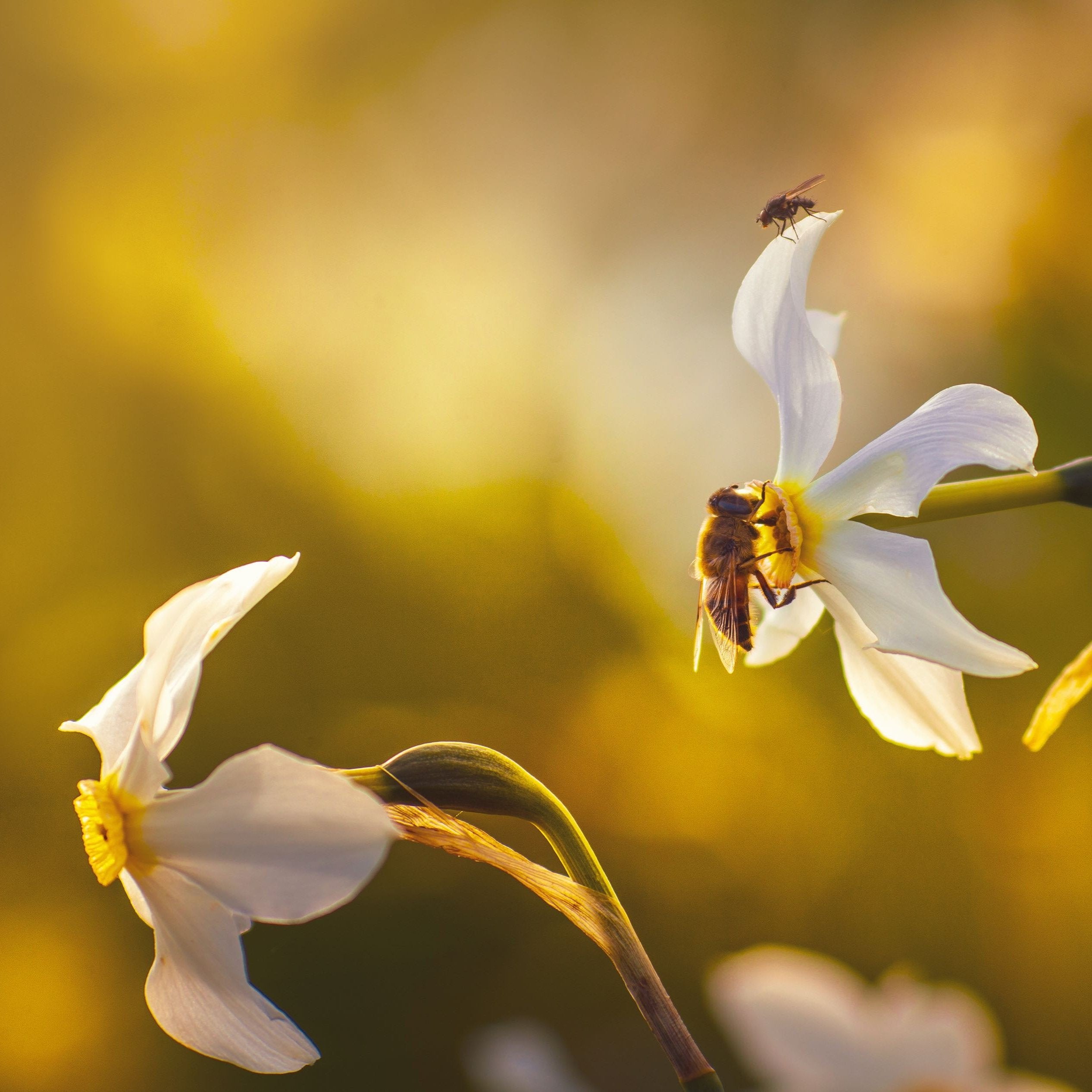 Narcissus poeticus recurvus | Pheasant&