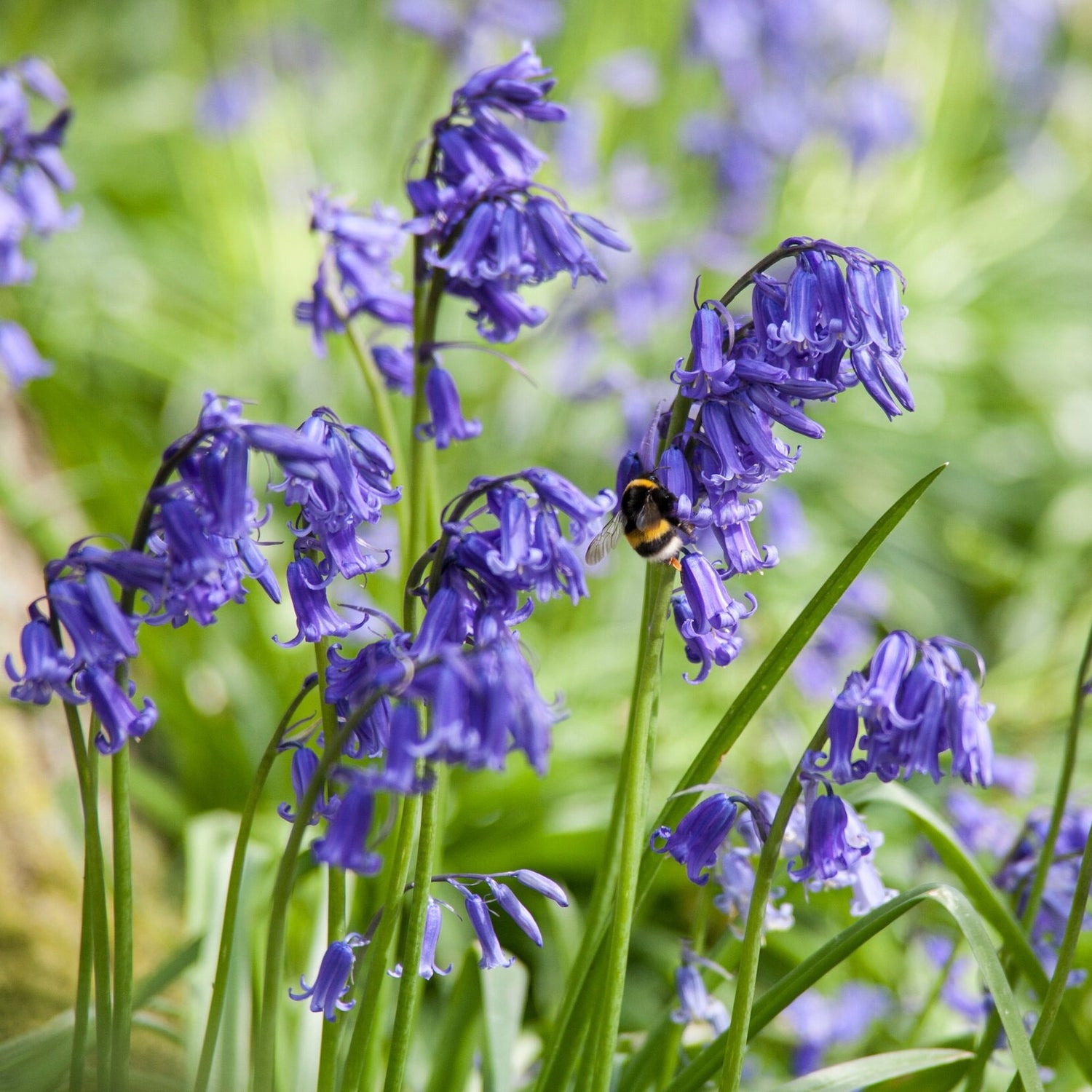 bluebell+.jpg