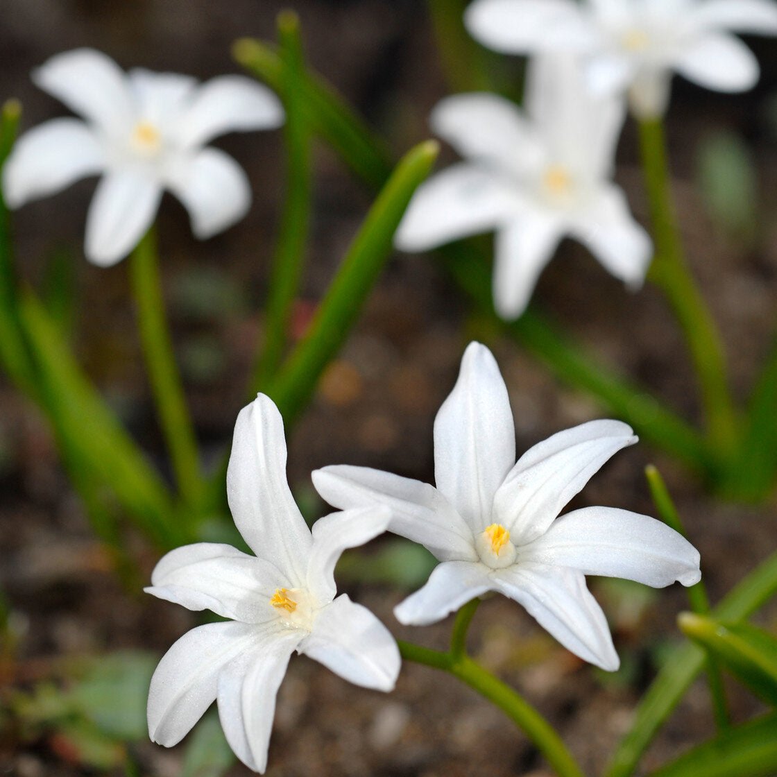 chionodoxa Alba.jpg