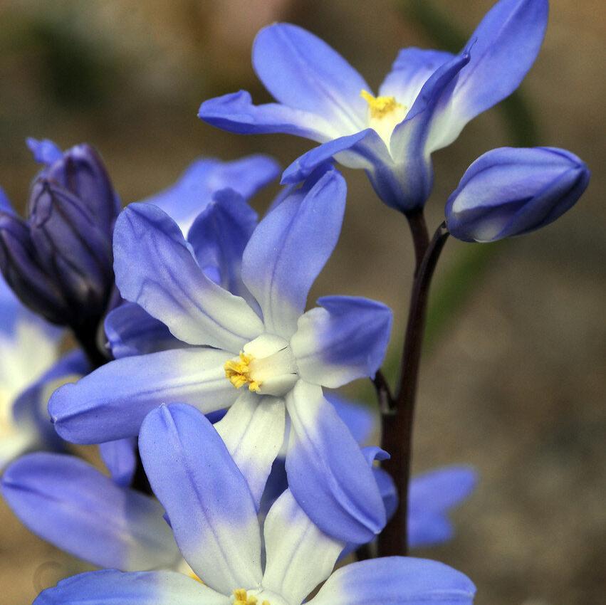 chionodoxa Blue.jpg