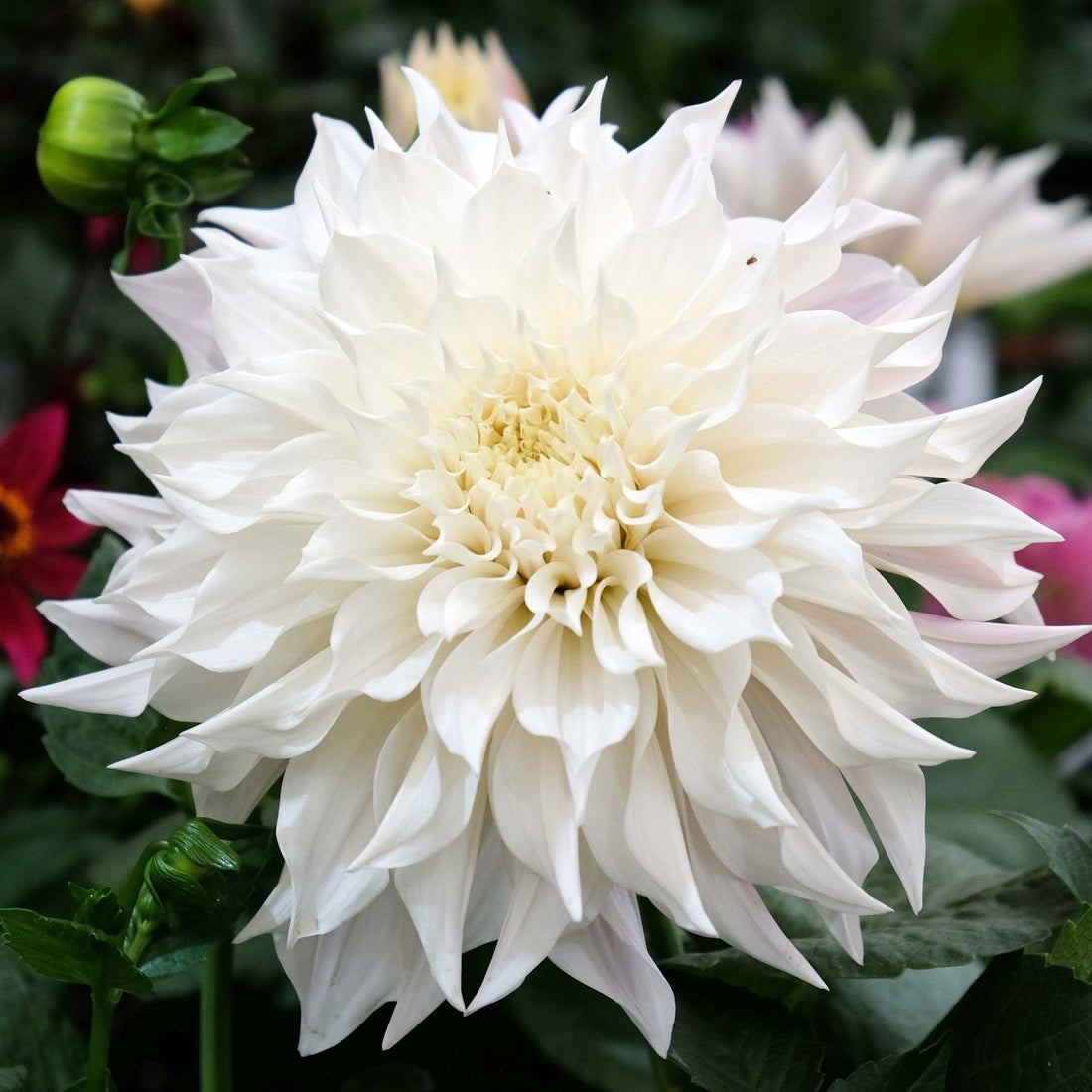 dahlia+white+perfection+sm.jpg