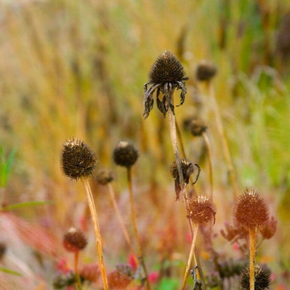 echinacea+dead.jpg