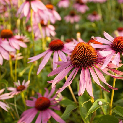 echinacea+landscape.jpg