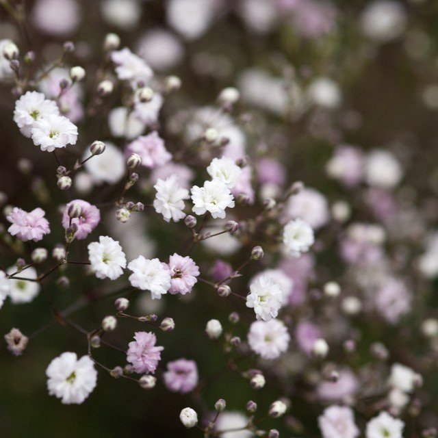 gypsophilia+snowflake.jpg