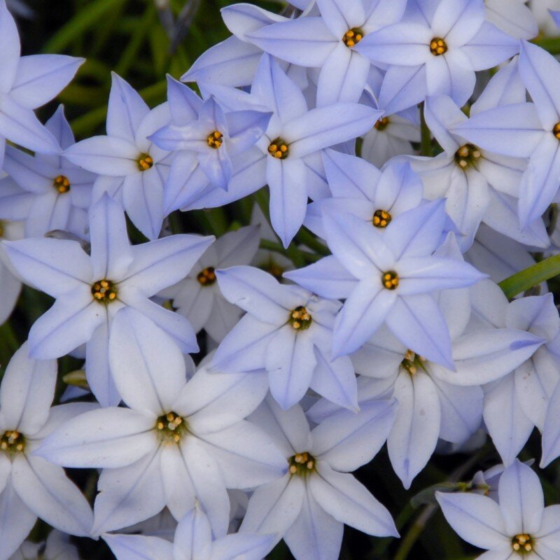 ipheion-uniflorum-wisley-blue.jpeg