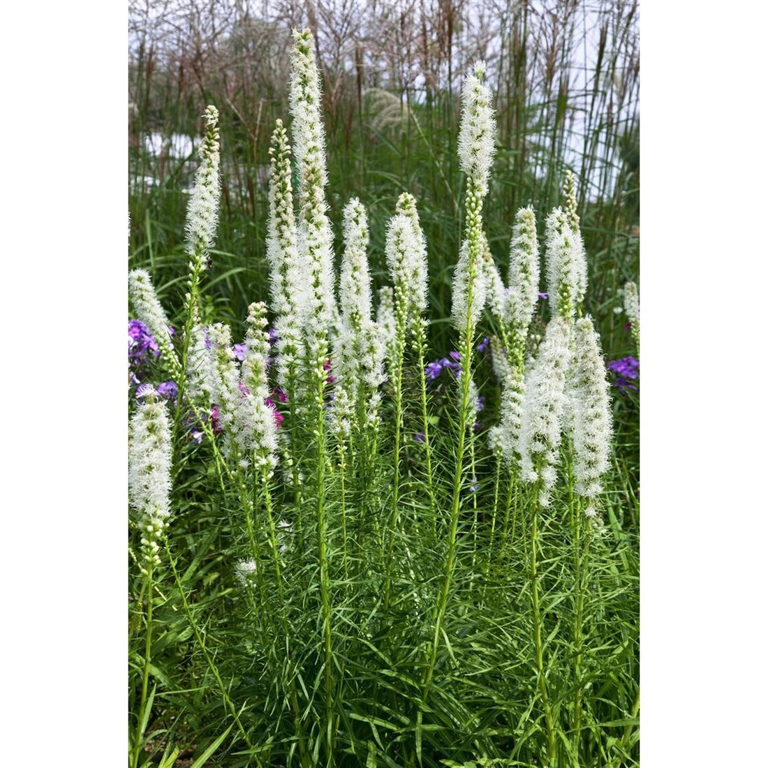 liatris-spicata-floristan-weiss.jpeg