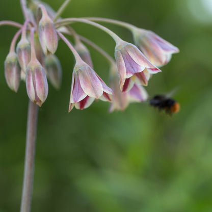 nectaroscordum-siculum bee sm.jpg