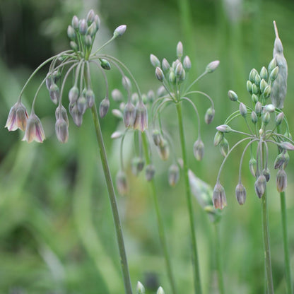 nectaroscordum siculum 2 sm.jpg