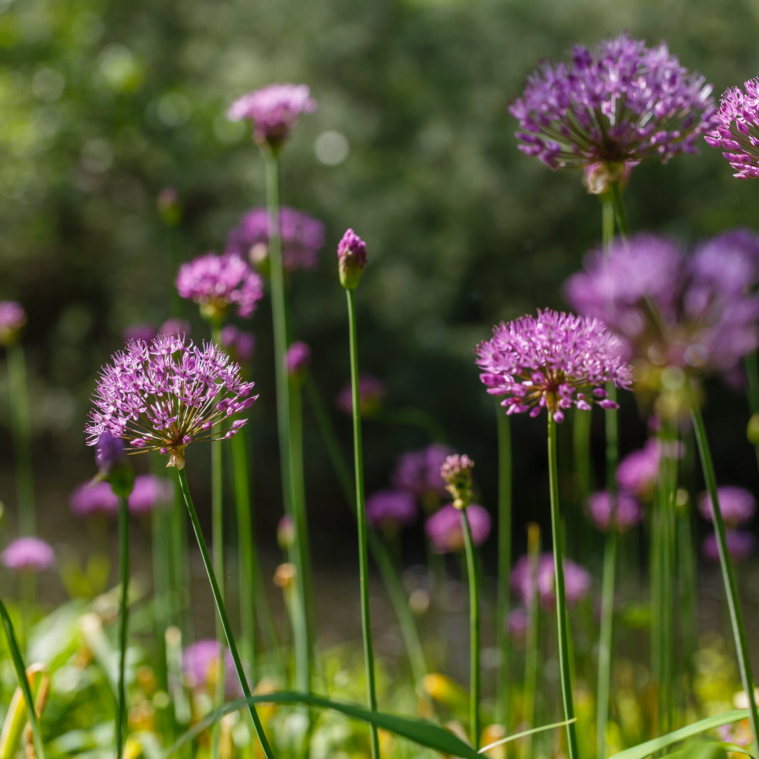 Allium &