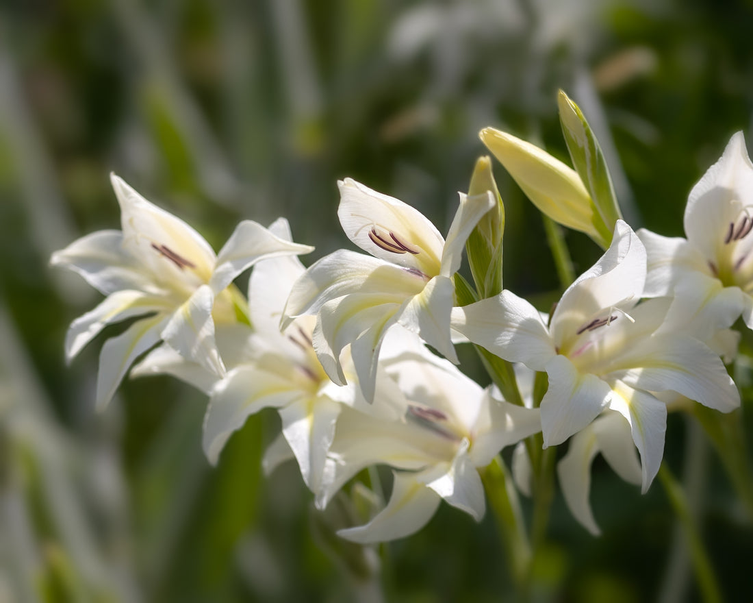 Gladiolus Piet Mohlen