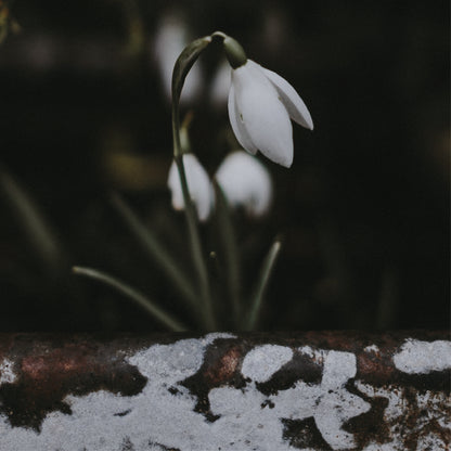 Galanthus nivalis in the Green | Native Single Snowdrop