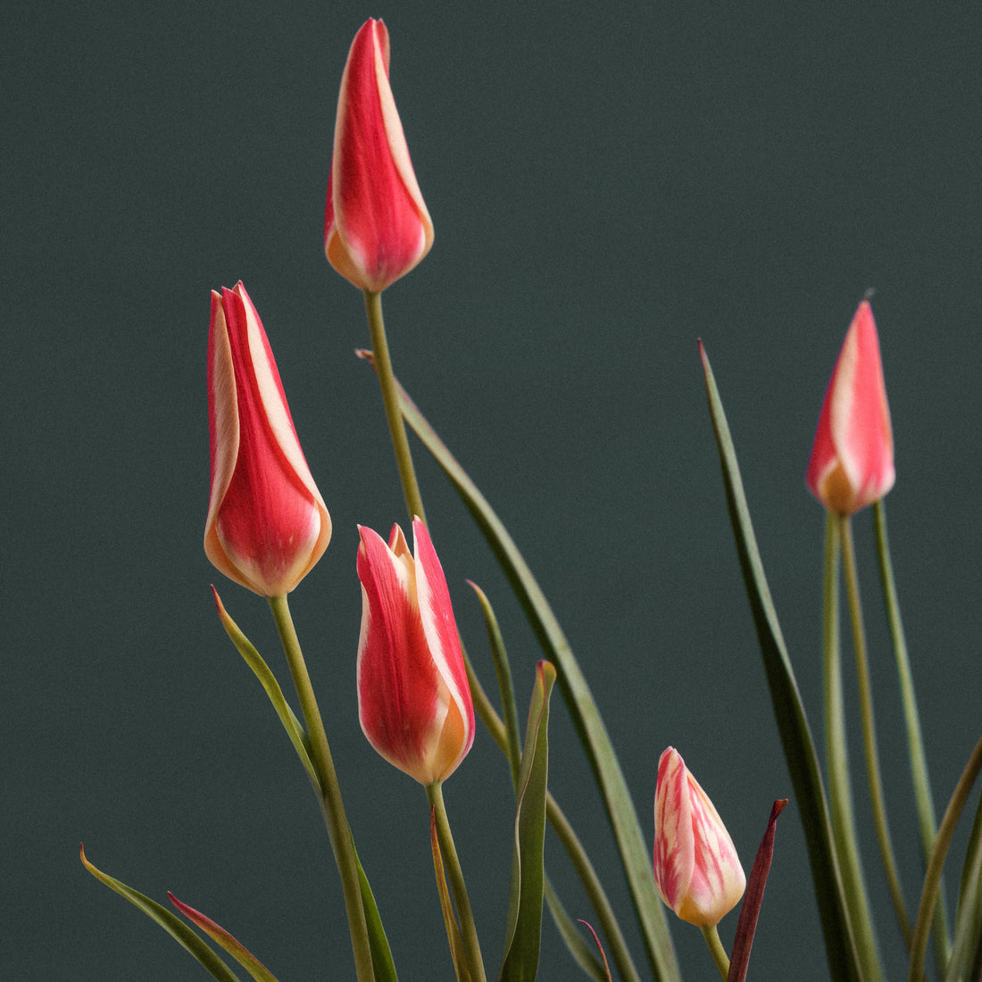 Tulipa clusiana &