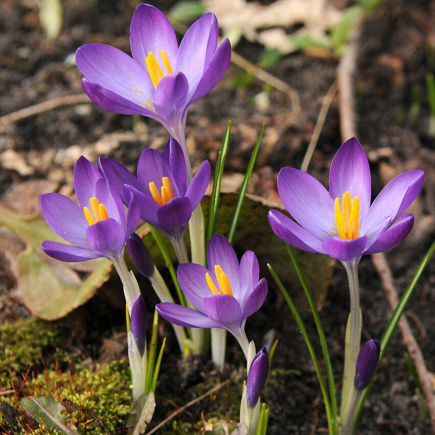 tommasinianus+Barr%27s+Purple.jpg