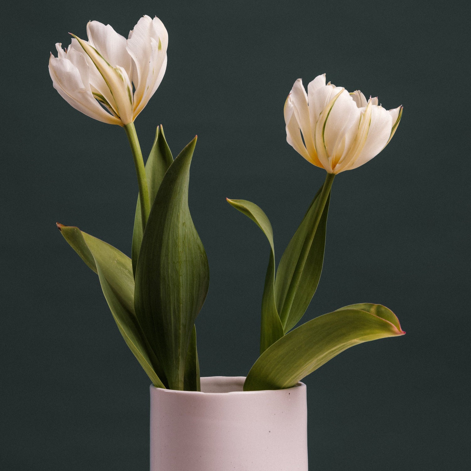 Tulipa &